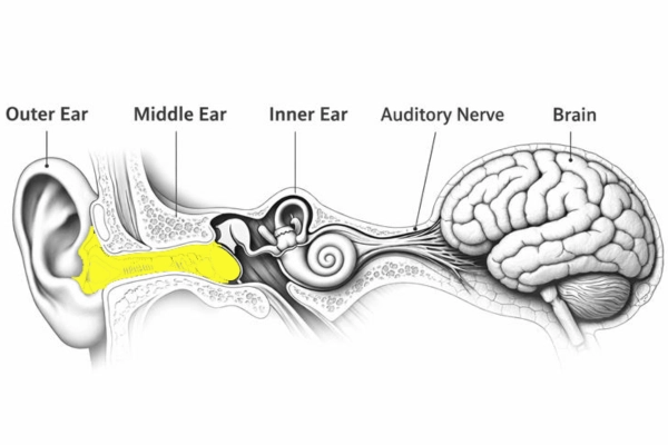 middle ear