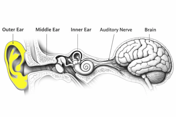outer ear - awareness and lead capture